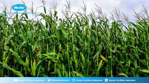 Pemupukan jagung sebaiknya dilakukan dengan jenis pupuk yang tepat sehingga mampu meningkatkan hasil panen bagi petani untuk meningkatkan kesejahteraan. Cara Pemupukan Jagung Yang Tepat Untuk Hasil Panen Optimal Dan Melimpah Www Hextarfertilizerindonesia Com