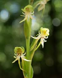 Image result for Habenaria schimperiana