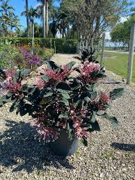 Image result for Clerodendrum toxicarium