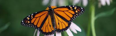 These deterrents are used to make birds around your property as uncomfortable as traps like nest boxes can also be used to ward off disturbing birds. Monarch Butterfly Updated For 2021 Pests Org