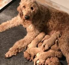 On a cold snowy january morning my daughter and i jumped in the car and headed to ohio to pick up a dog that i had never seen and a breeder that i had never met. Goldendoodle Golden Retriever Puppies For Sale In Ohio Kingdom Hearts Kennel