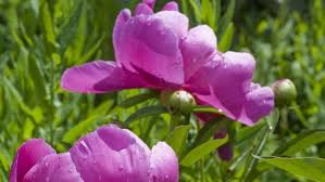 Die pfingstrosen (paeonia), auch päonien genannt, sind die einzige pflanzengattung der familie der pfingstrosengewächse (paeoniaceae). Pfingstrosen Vermehren So Teilen Sie Ihre Pflanzen Im Herbst
