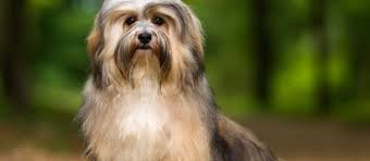 The cost to buy or adopt a havanese: Havanese Puppies For Sale Greenfield Puppies