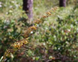 Image result for Urochloa serrata