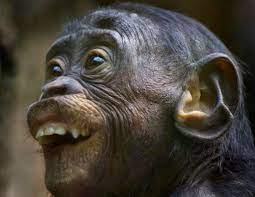  Funny Monkey Monkeys Funny Monkey Pictures Funny Monkey Pictures