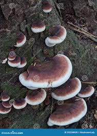 Image result for Ischnoderma resinosum