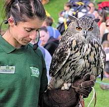 Northern eagle owl stops finland belgium soccer gamejannehirvonen. Eurasian Eagle Owl Wikipedia