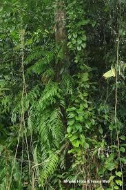 Image result for Stenochlaena