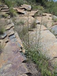 Image result for Hibiscus engleri