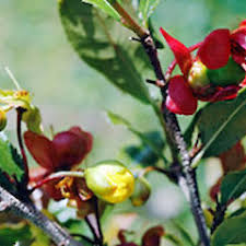 Image result for Ochna ovata
