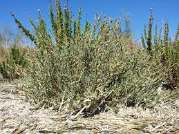Image result for Sarcocornia perennis