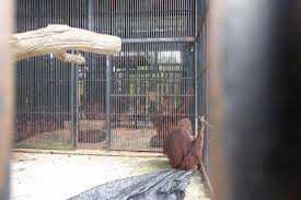 Is a lawyer firm located in kemaman, terengganu with 3 practicing lawyer. Poor Treatment For Orangutans At Kemaman Zoo Continues Friends Of The Orangutans