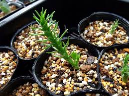 Image result for Euphorbia platycephala