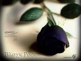 Check spelling or type a new query. Mawar Hitam Berdarah Kompasiana Com