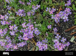 Image result for Malcolmia maritima