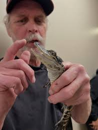 Charles the Alligator came back for his two-week checkup and he brought his  new caretaker Joe Kenney of @joescrazzycritters along. After being