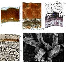Image result for Lophiocarpus polystachyus