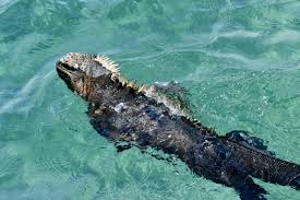 Charles darwin y s/n isla santa cruz teléfono: Isolated Galapagos Archipelago Offers Spectacular Adventure Kuhl Blog