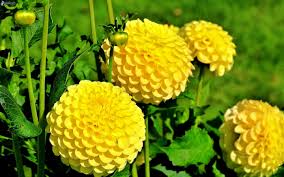 Resultado de imagen para FLORES AMARILLAS