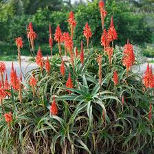 Image result for Aloe lutescens