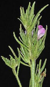 Image result for Misopates orontium