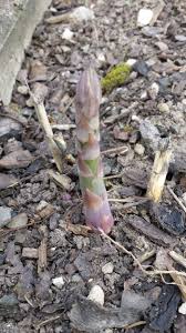 Spargel Im Garten Spargel Pflanzen Pflanzen Spargel
