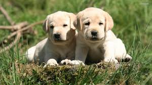 Cute labrador puppies wallpaper was added in 28 jan 2013. Labrador Puppy Wallpapers Free Download Great Love Art