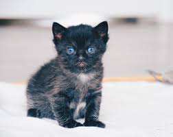 Every kitten has a unique personality; Kitten Care 101 Five Tips For First Time Cat Owners The Trupanion Blog