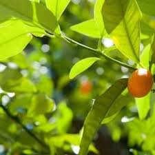 Tips for growing kumquat trees. Kumquat Fortunella Japonica Growing Planting Caring