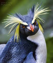 0:16 smbluest 3 551 просмотр. Bad Hair Day Penguin Rockhopper Penguin Penguins Pet Birds