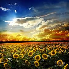 Only awesome sunflower desktop wallpapers for desktop and mobile devices. Pin On Sunflowers