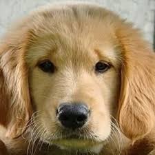 Arkansas, maine, tennessee, texas, louisiana, kentucky, florida and connecticut. The Precious Face Of A Golden Retriever Puppy Dogs Golden Retriever Golden Retriever Retriever Puppy