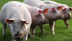 Porci de vanzare in categoria agro si industrie. ÈelimbÄrenii Se PregÄtesc De Ignat Cat Mai CostÄ Un Porc La Sibiu Ora De ÈelimbÄr