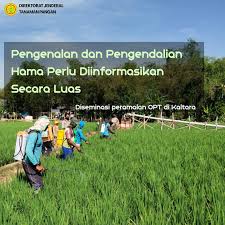 Sedangkan mengawali tahun 2021, sejak januari. Kalimantan Utara Pengenalan Hama Dan Direktorat Jenderal Tanaman Pangan Kementan Ri Facebook