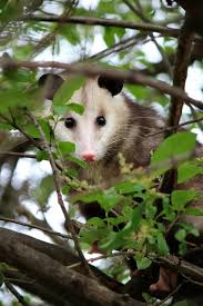 Frankly, when it comes to the opossum, the question what do they eat? doesn't really seem appropriate. Opossum In The Tree Cozy Little House