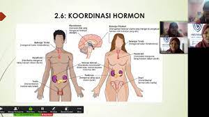 Klik download di bawah bagi mendapatkan slide. Sains Form 4 Topik 2 Koordinasi Badan Youtube