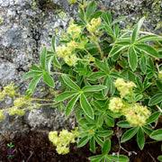 Image result for Alchemilla johnstonii