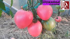лучшие сорта томатов для теплиц из поликарбоната в беларуси Obzor Sortov Tomatov Dlya Teplicy Moyo Mnenie Youtube