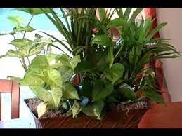 Though a beautiful indoor plant, pothos is toxic to pets like cats and dogs if ingested, so consider keeping the plants out of reach of your animals or opting for a different varietal if you have especially curious critters. Do It Yourself How To Pot Plants Youtube