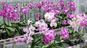 Maybe you would like to learn more about one of these? 49 Jenis Bunga Cantik Dan Indah Beserta Cara Merawatnya