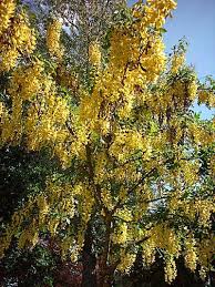 Image result for Laburnum anagyroides