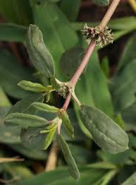 Image result for Zaleya