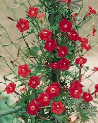 Their vertical growth gives volume to a garden and is a playful way to cover arches, pergolas and trellises. Cardinal Climber Vine Flowering Vines Flower Seeds Garden Vines