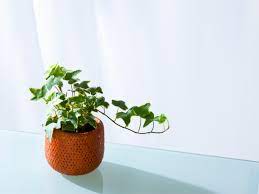 Once mature, or well established, the soil can dry slightly between watering sessions. Ivy Plant Care Tips For Growing Ivy Indoors