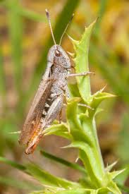 There are around 11.000 species of grasshopper and more than 900 different crickets. Rufous Grasshopper Wikipedia