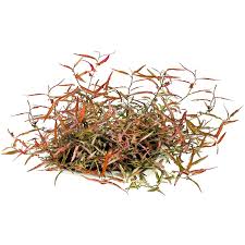 Image result for Persicaria