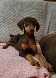Mother is black and father is red.puppies have already the tail and nail cut, are dewormed since the second week of age and are vaccined.these breed are descendant. Doberman Pinscher Puppies For Sale Simpson La 306575