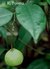 Image result for Phyllanthus beillei