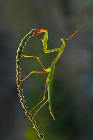 Mantis Religiosa Photo By Mehmet Karaca National Geographic Your Shot Kelebekler Hayvan Resimler