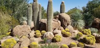 It is impossible to accurately identify the age of a saguaro cactus due to their sensitivity to variations in climate and environment. áˆ Junk Removal In Tempe Az We Junk Because We Care